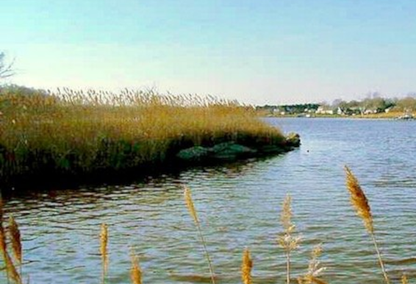 river with grass and weeds